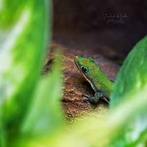 Day gecko ID - Zoo Wroclaw