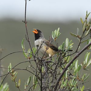 Black-throated Saltator Saltatricula atricollis