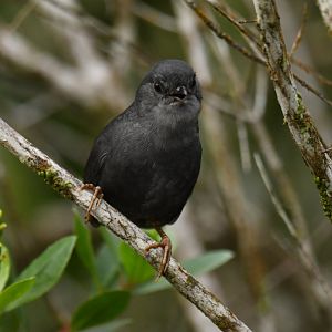 Diamantina Tapaculo Scytalopus diamantinensis