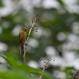 White-bellied Seedeater Sporophila leucoptera