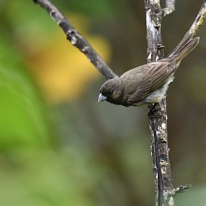 Yellow-bellied Seedeater Sporophila nigricollis
