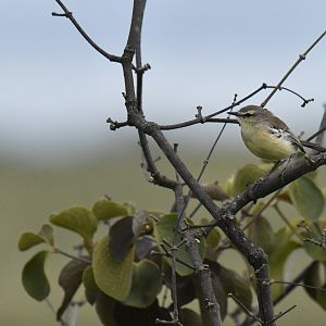Bahia Wagtail-Tyrant Stigmatura bahiae