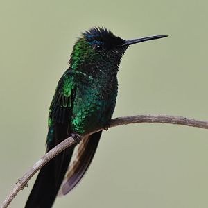 Violet-capped Woodnymph Thalurania glaucopis