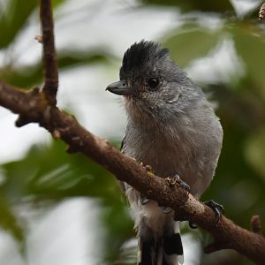 Planalto Slaty-Antshrike Thamnophilus pelzelni