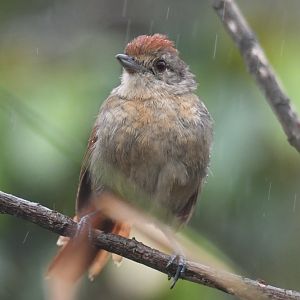 Rufous-winged Antshrike Thamnophilus torquatus