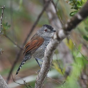 Rufous-winged Antshrike Thamnophilus torquatus
