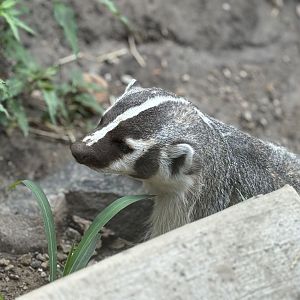 American Badger