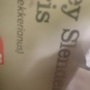 Pygmy Slender Loris!?!