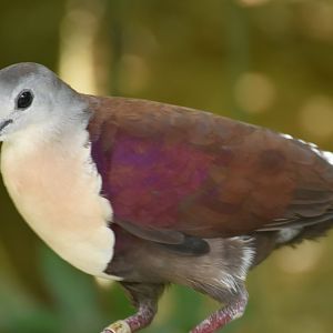 Santa Cruz Ground-dove (Pampusana sanctaecrucis)