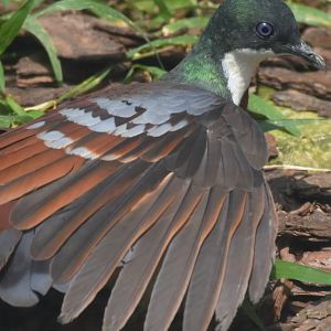 Mindanao Bleeding-heart (Gallicolumba crinigera)