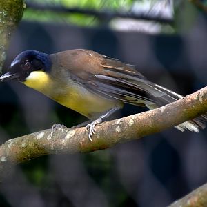 Blue-crowned Laughingthrush (Pterorhinus courtoisi)