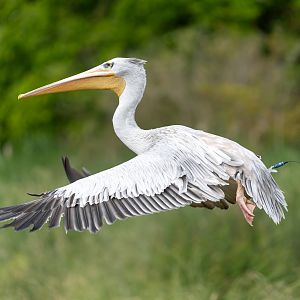 Pink backed Pelican, WWT Slimbridge, UK