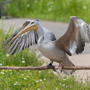 Pink backed Pelican, WWT Slimbridge, UK