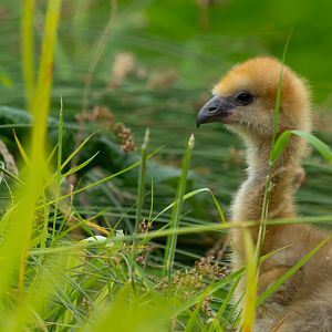 Southern / Crested Screamer chick, WWT Slimbridge, UK