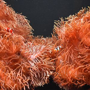 Ocellaris Clownfish and Anenome Tank