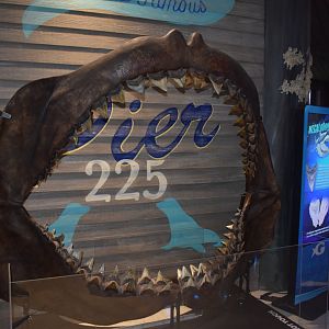 Megalodon Jaws