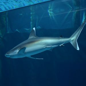Silvertip Shark