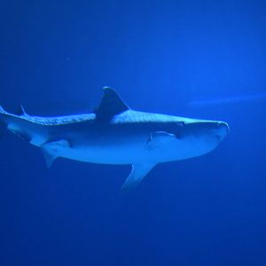 Tiger Shark