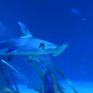 Great Hammerhead Shark