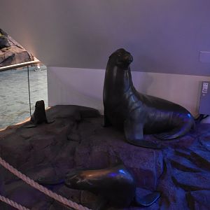 California Sea Lion Statues