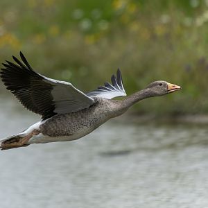 Greylag goose, wild, UK