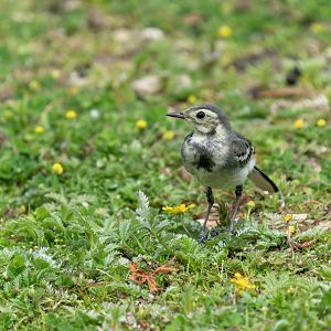 Pied wagtail juvenile, wild, UK