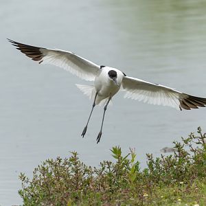 Avocet, wild, UK