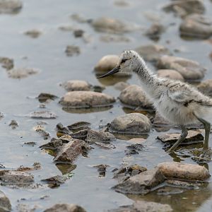 Avocet chick, wild, UK