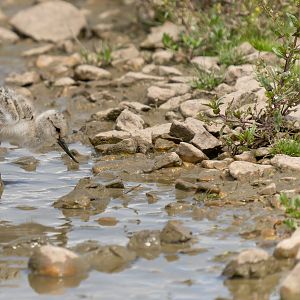 Avocet chick, wild, UK