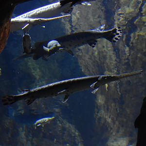 Longnose Gar Tank