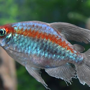 Congo Tetra