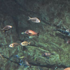 Cichlids