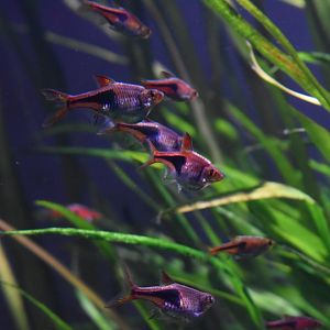 Harlequin Rasbora
