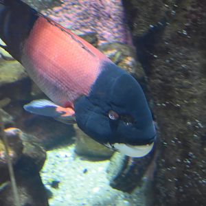 California Sheephead