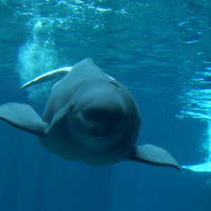 Beluga