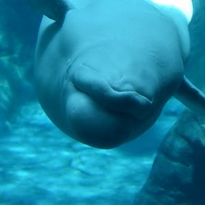 Beluga Whale