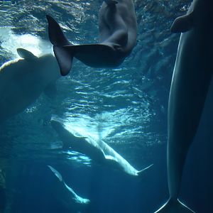 Belugas
