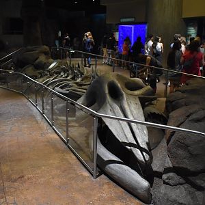 Whale Skeleton