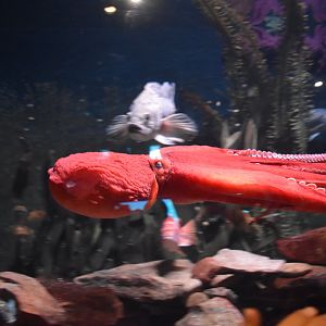 Giant Octopus Swimming