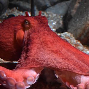 Giant Pacific Octopus