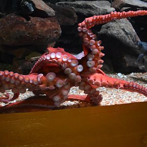 Giant Pacific Octopus
