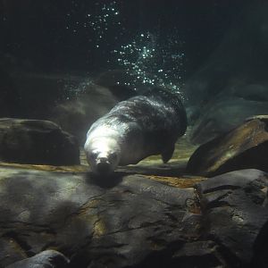 Southern Sea Otter