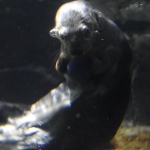 Southern Sea Otter Playing