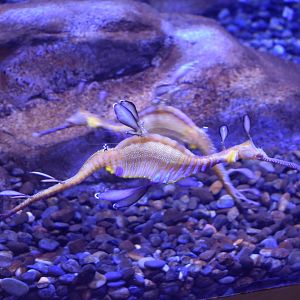 Weedy Sea Dragon