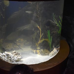 Big-Bellied Seahorse