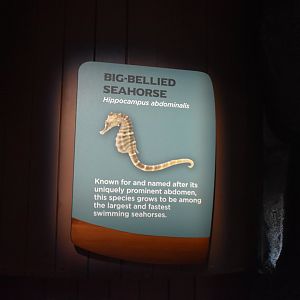 Big-Bellied Seahorse Signage