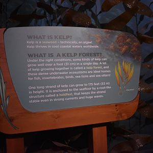Kelp Forest Signage