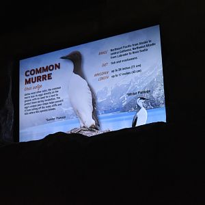 Common Murre Signage