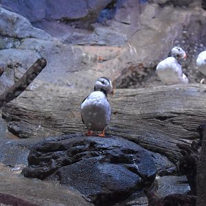 Puffins