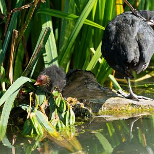 Eurasian Coot and chick, wild, UK